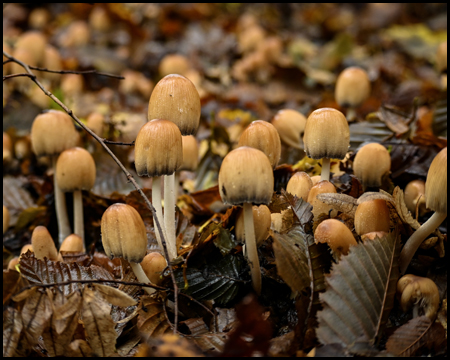 Pilze am Waldboden