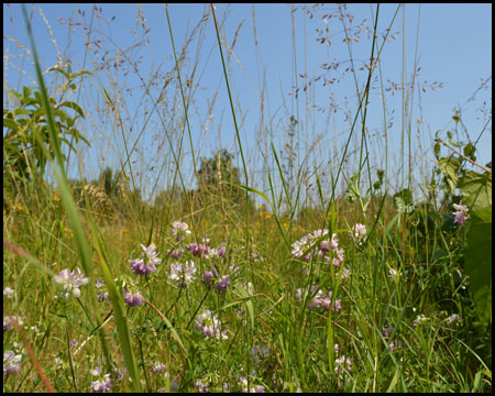 Wiesenblumen und Gräser, wo einst Schienen lagen