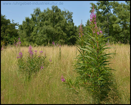 Wildblumen und Wiese