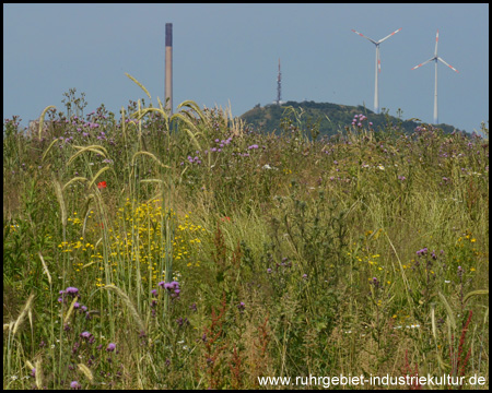 Hügelige Parklandschaft mit Wildpflanzen