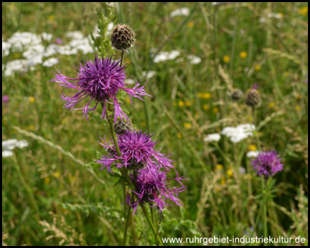 Flockenblume in einer der weitläufigen Wiesen