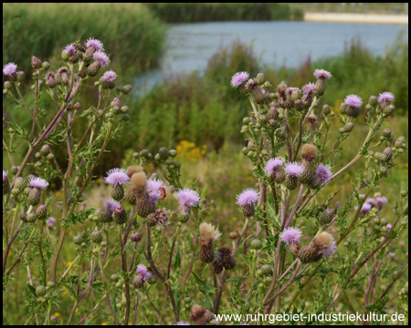 Acker-Distel in der Nähe des Sees