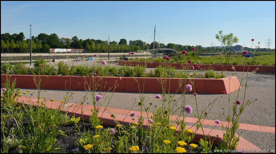 Wildblumenbeete in der Nähe des Hafens, hinten die markante Schrägseil-Brücke über die Hafeneinfahrt