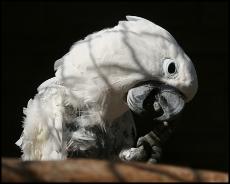 In der Vogelvoliere im Südteil