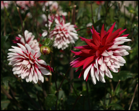 Kaktusdahlie mit zweifarbigen Blüten