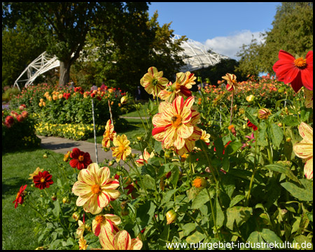 Rot-gelbe Dahlie vor dem Musikpavillon