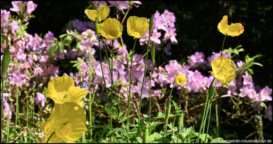 Mohnblumen