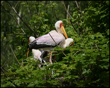 Nimmersattstorch im Grugapark