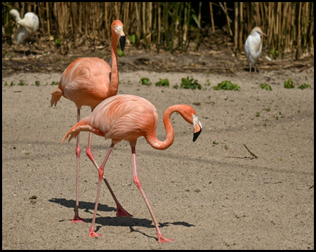 Flamingo