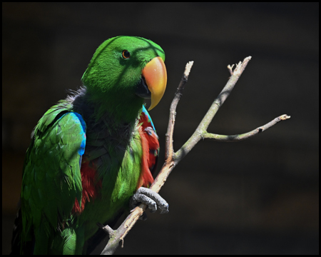 Papageivogel im Grugapark