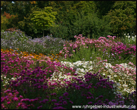 Blütenmeer von Sommerblumen