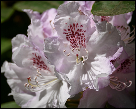 Rhododendrenblüte