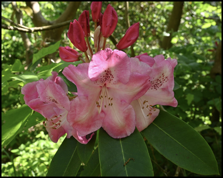 Rosafarbene Blüte