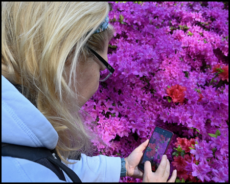 Frau fotografiert mit Handy Azaleenblüte