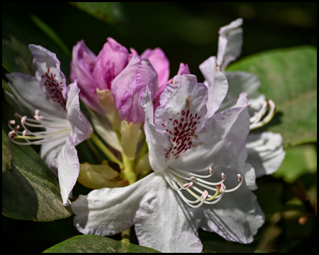 Blüte eines rhododendron