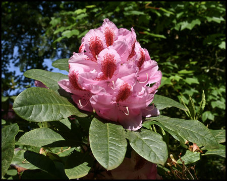 Rhododendrenblüte in rosa