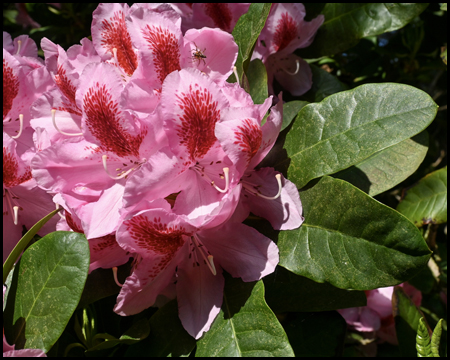 Blüte in rosa