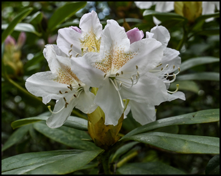 Weiße Rhododendrenblüte
