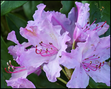 rosa-weiße Rhododendrenblüte