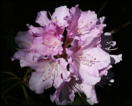 Blüte Rhododendron