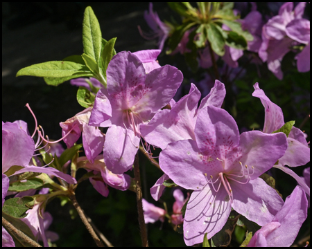 Blüte Rhododendron