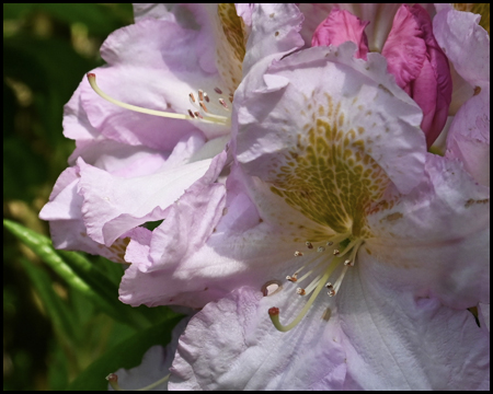 Weiße Blüte Rhododendron