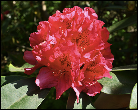 Rote Rhododendrenblüte