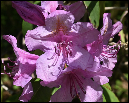 Rhododendren-Blüte im Grugapark