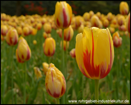 Tulpen im Grugapark Essen