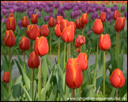 Tulpen im Grugapark Essen