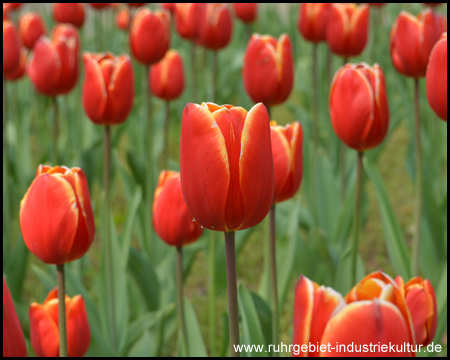 Tulpen im Grugapark Essen