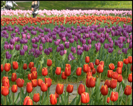 Tulpen im Grugapark Essen