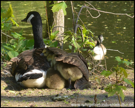 Tierwelt am Kaiserauenteich