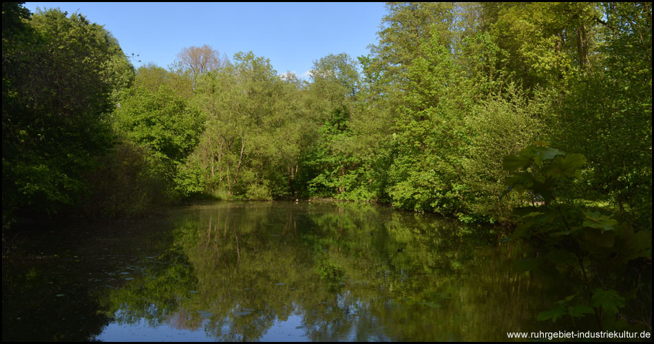 Im Grumeteich spiegeln sich die Bäume im Wasser, beleuchtet von den Stahlen der langsam untergehenden Sonne