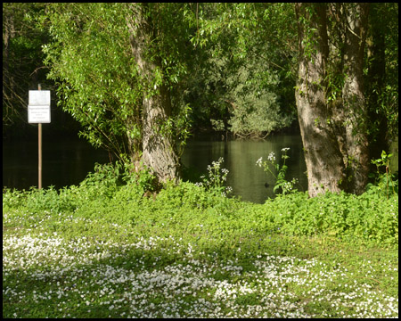 Viele Gänseblümchen in der Wiese am Grumbeckteich