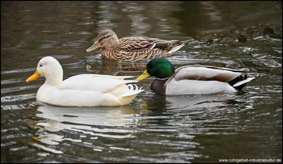 Drei Enten auf einem Bild: Pekingente und zwei Stockenten (Erpel und Weibchen)