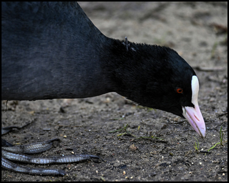 Bläßhuhn