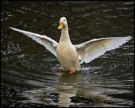 Eine weiße Ente steht im Wasser und breitet die Flügel aus.