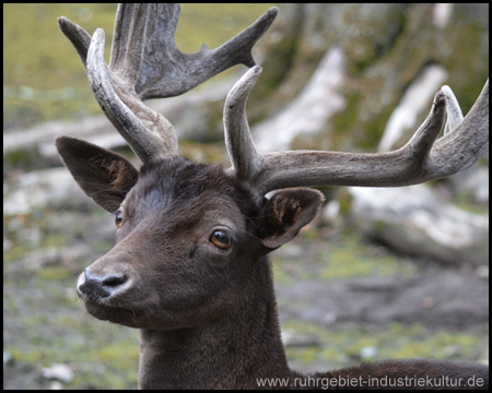 Wildgehege Grutholz in Castrop-Rauxel