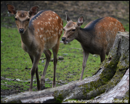 Wildgehege Grutholz in Castrop-Rauxel