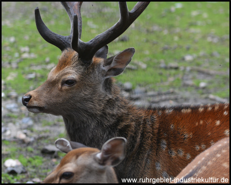 Wildgehege Grutholz in Castrop-Rauxel