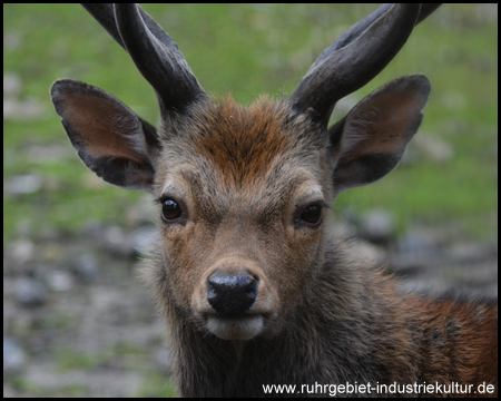 Wildgehege Grutholz in Castrop-Rauxel Ruhrgebiet