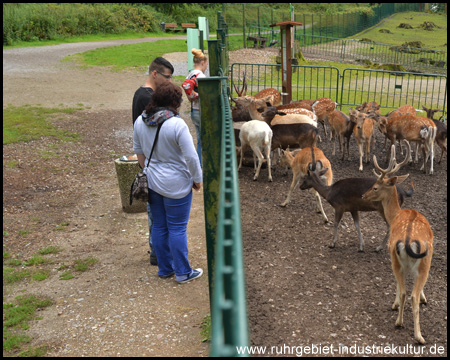 Wildgehege Grutholz in Castrop-Rauxel Ruhrgebiet