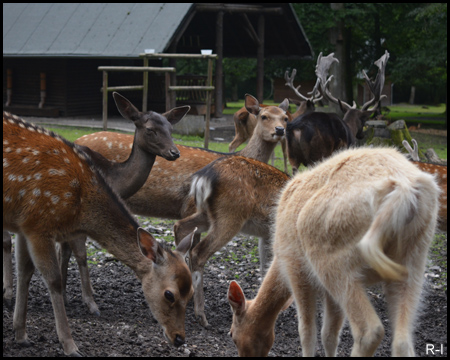 Wildgehege Grutholz in Castrop-Rauxel