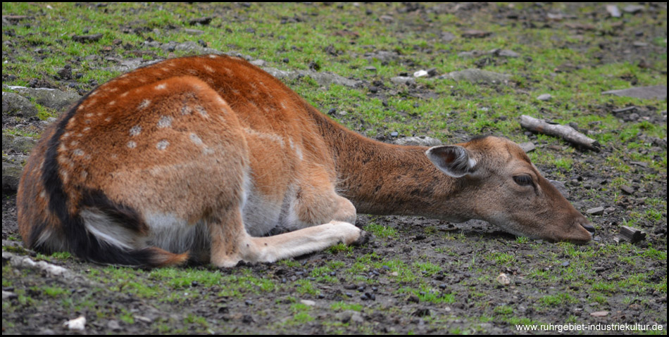 Wildgehege Grutholz in Castrop-Rauxel Ruhrgebiet