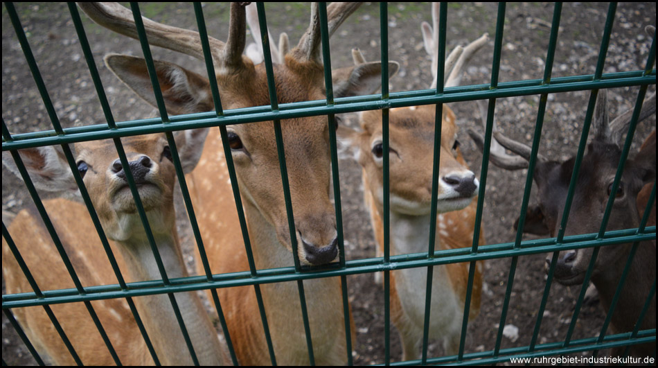 Wildgehege Grutholz in Castrop-Rauxel