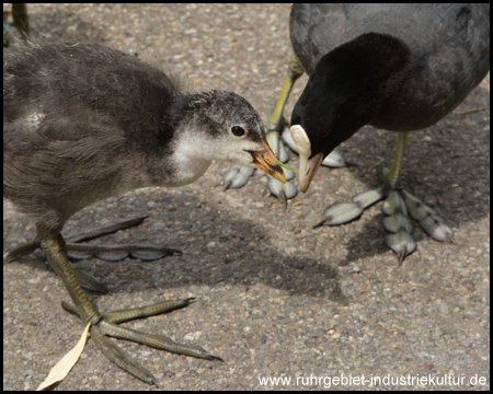 Freilaufende Vögel