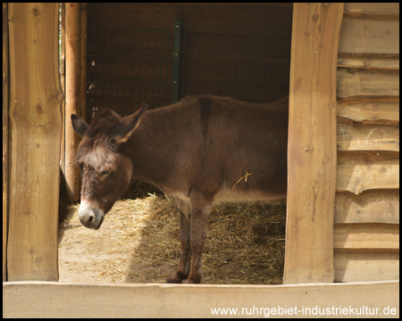 Im Tiergehege des Bauernhofs