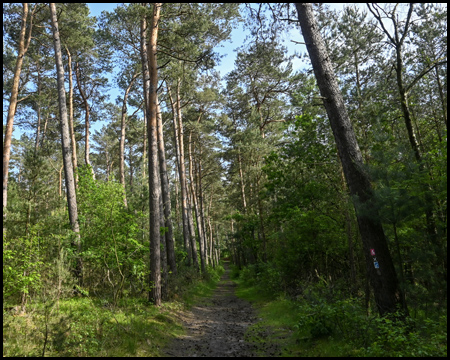 Kiefernwald in der Haard