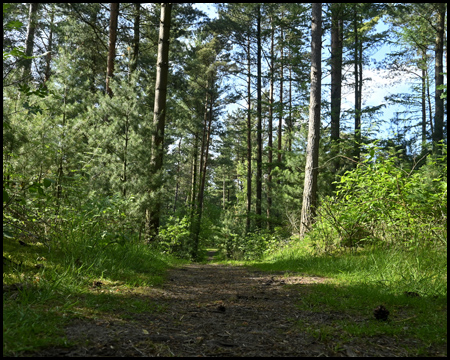 Ein Waldweg unter Kiefern in der Haard